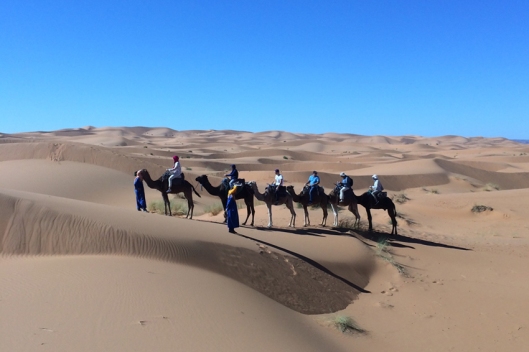 desertcamp-camel-1