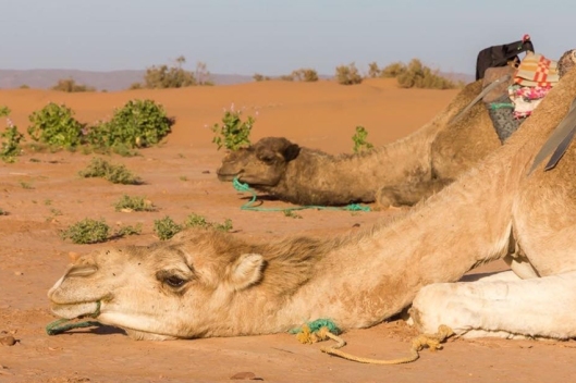 desertcamp-camel-2